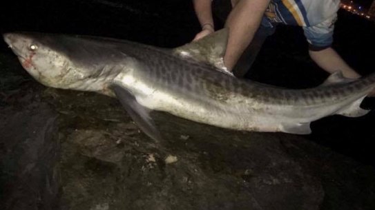 A photo typical of those displayed on the Geraldton Shark Hunters page. 