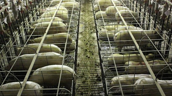 500 pigs die from heat stress at NSW piggery