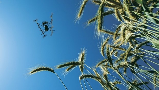 Food security on the table: A drone surveys a wheat crop in Mexico as part of an initiative to create more energy efficient wheat.
