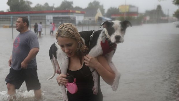 Surviving Harvey, animals after the storm