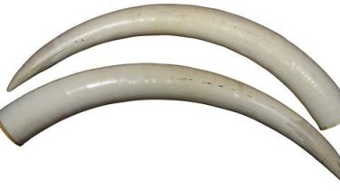 A pair of the elephant ivory tusks which are expected to fetch up to $70,000 and still remain on the auction list 