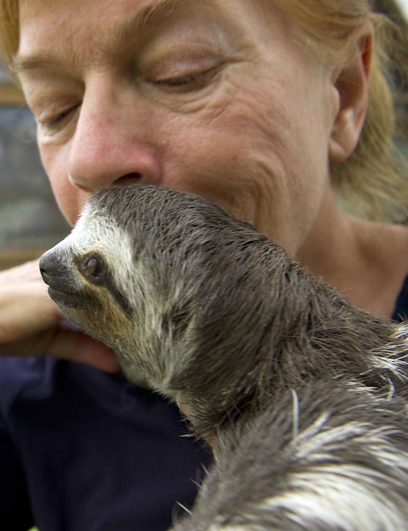 Cutest creatures: baby sloths