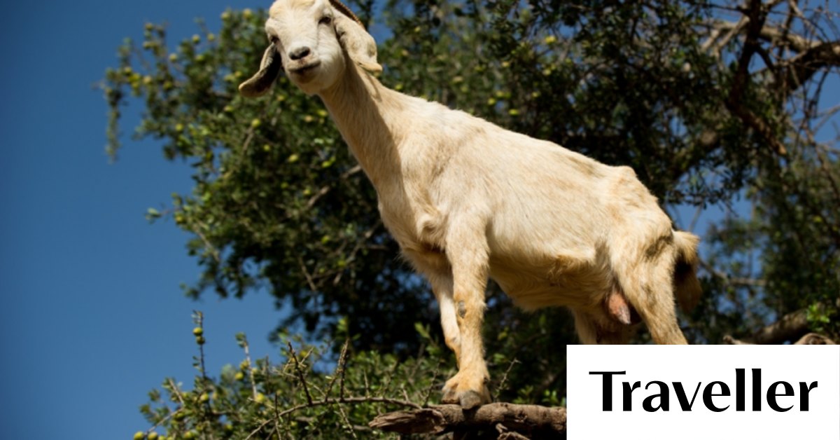 Iconic 'treeclimbing' goats of Morocco revealed to be a scam