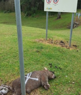 One of the wombats that was struck down on the Bendeela site.