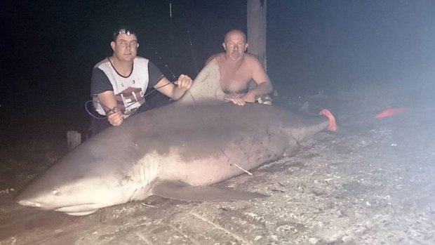 Port Macquarie fisherman Denis Rivers hauled in this 250kg bull shark in the Hastings River with the help of friend Howie Griffin. 