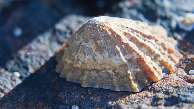 The teeth of shelled aquatic creatures called limpets are the strongest biological material on Earth.