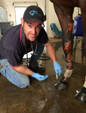 Murray Veterinary Services head vet Ross Wallace tends to one of the injured horses.