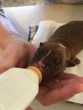 The week-old puppy rescued after being dumped outside a fast food restaurant.