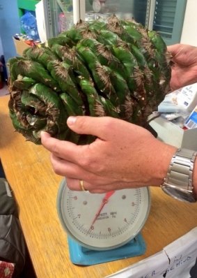 A 6-kilogram Bunya pine cone recently fell at the Australian Botanic Garden Mount Annan.