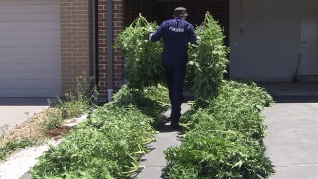 Police found more than 800 cannabis plants in the crop houses across Melburne during raid.