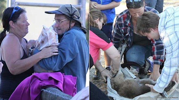 Volunteers take over the care of 38 joeys.