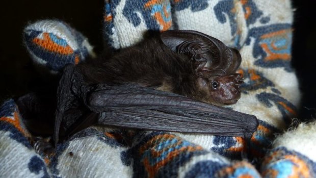 University of Queensland researchers in Papua New Guinea have captured a type of bat thought to have been extinct for the 120 years.