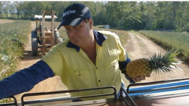 Pineapple farmer Les Williams said it can be difficult to protect fruit destined for the supermarkets from the heat.