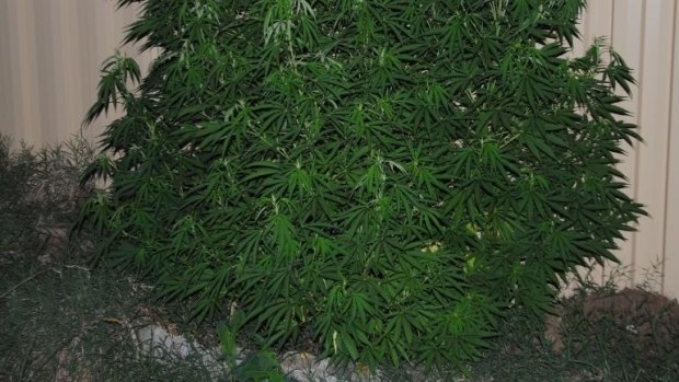 One of the cannabis plants found by police on the Richardson property.