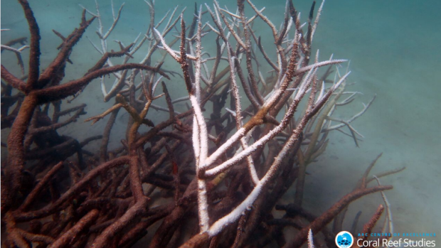 Dying corals in the Great Barrier Reef after the worst bleaching event on record.