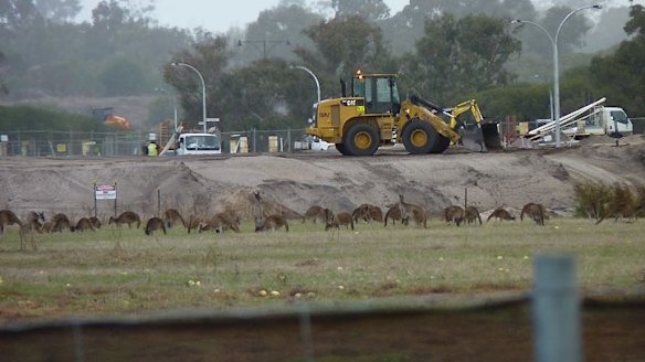 'Landlocked' kangaroos at the development site near Ellenbrook.