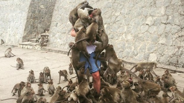 Man mobbed by monkeys turned into a funny internet memes