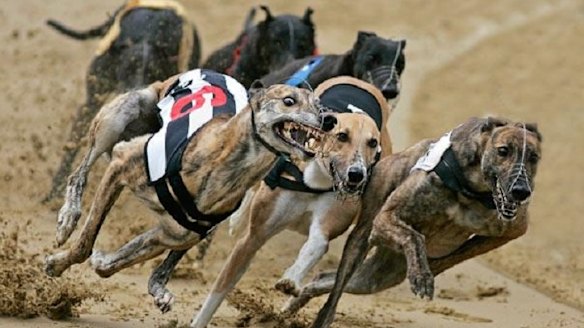 The greyhound ban comes into effect in 2017.