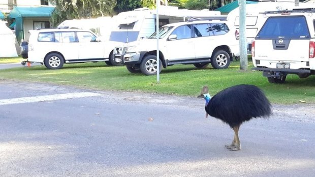 Buster frequents the Etty Beach caravan park often.