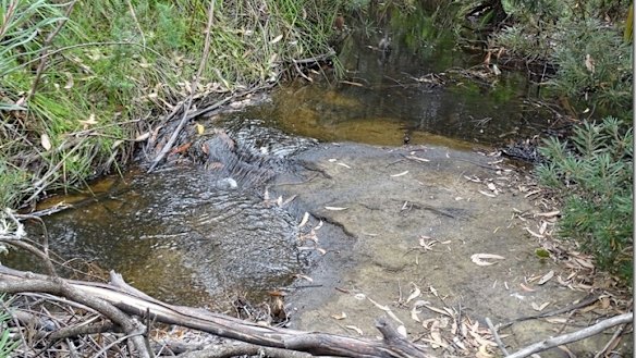 A healthy wet branch of the East Wolgan gully.