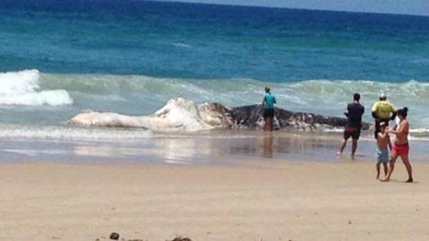 The whale carcass which washed up at The Spit on the Gold Coast. 