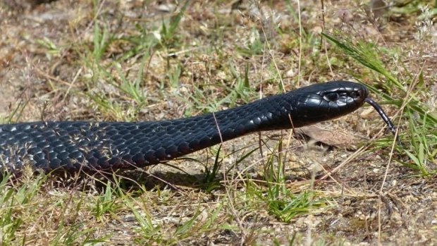 The 10-year-old boy was bitten by a snake described as "black in colour with a diamond" on his family's Cherry Creek property on Friday evening.