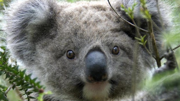 Innovative treatment is helping koalas in South-East Queensland. 