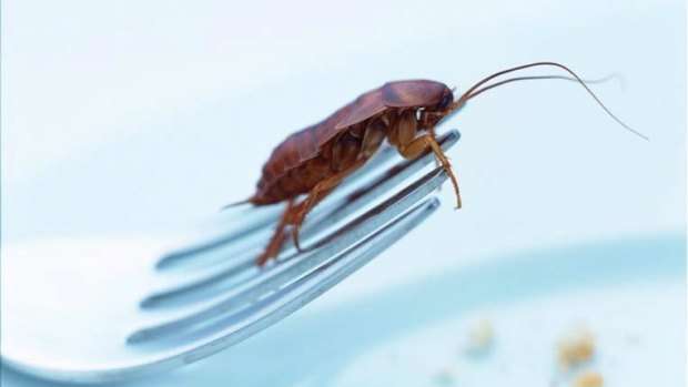 BCC officers found live cockroaches in 10 different locations in the kitchen, including on clean plates intended for use and on an oven hot plate.