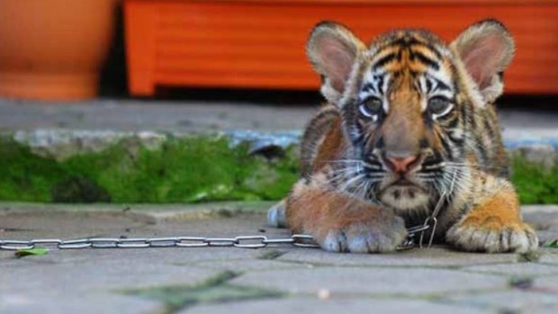 Tigers used for tourist photo opportunities are often “chained up, they have claws removed and sometimes they are drugged."
