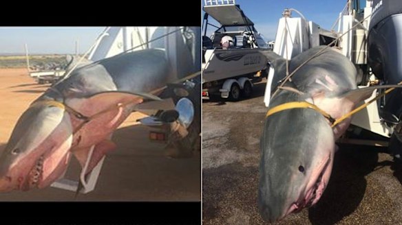 These photos last year cast the high-profile Gamex fishing tournament in Exmouth in a different light. 