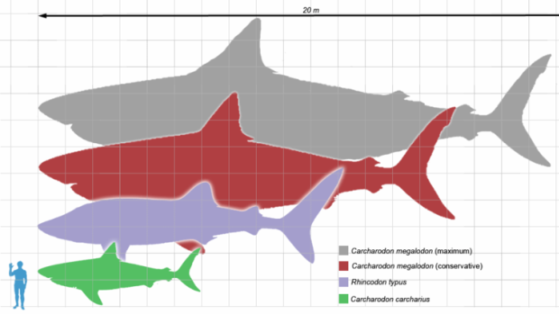The probaable size range of the megalodon next to a whale shark, a great white and a human.