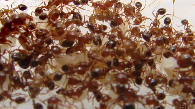 A total of 10 red fire ant nests have been found for the first time in the Somerset Regional Council area.