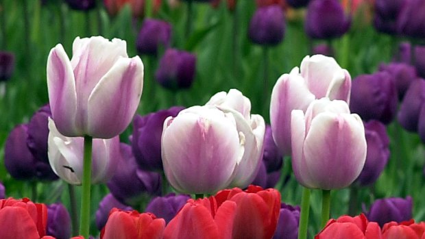 The tulip bubble craze that gripped Holland in the 1630s saw the price of the flower rise to the equivalent of more than $35,000 today.