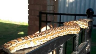 Have You Seen This Missing 1 6m Long Carpet Python An elderly brisbane man has been bitten on the hand by a snake he found slithering across his neck as he slept early this morning.