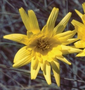 The Yam Daisy flowers from spring to autumn and has edible root tubers.