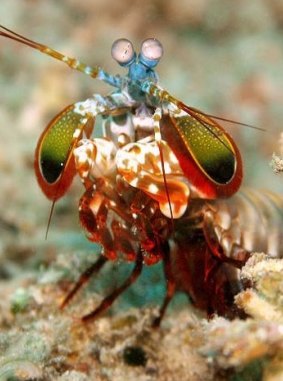 The peacock mantis shrimp.