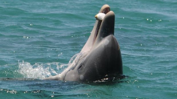 The young dolphin Huubster tosses a blowfish in the air. 