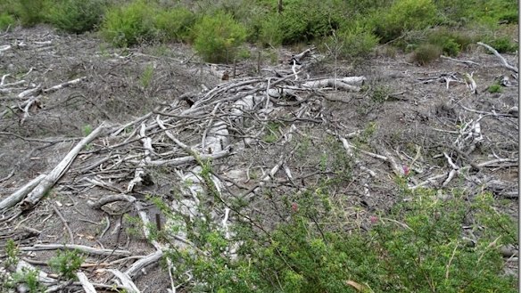 Once the swamps lose their water supply, they rely solely on rainwater, changing the plants and potentially becoming more prone to fire.