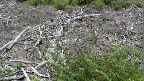 Newnes Plateau, where Centennial has been trying to rehabilitate the East Wolgan Swamp.