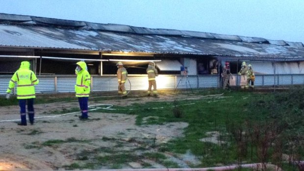 Firefighters survey the damage at Wonga Piggery after the fire.