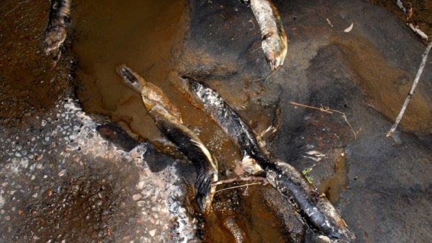 Dead eels have been found decomposing at Devlins Creek.