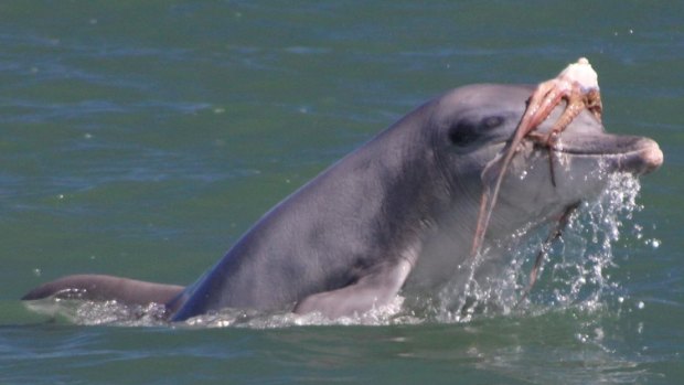 A bottlenose dolphin with an octopus on its head.