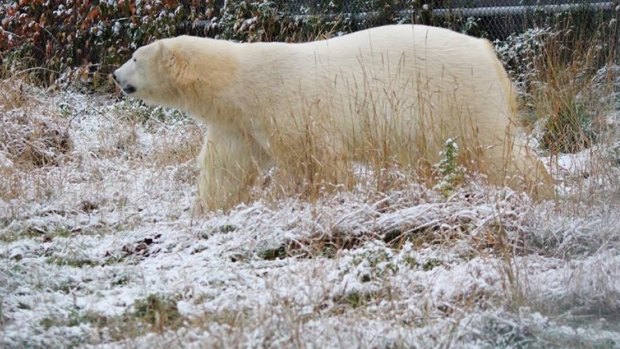 Henry the polar bear, formerly of Sea World on the Gold Coast, gets chilled out and comfortable at his new home in Canada.