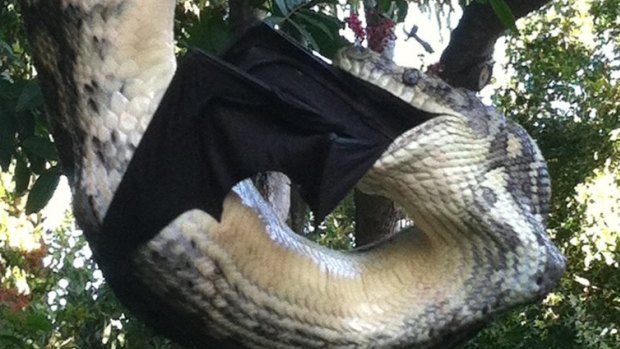A snake tries to digest a bat while hanging in a tree at a Sunrise Beach home. A three metre python eats a bat at Sunrise Beach on the Sunshine Coast.