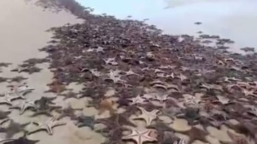 Thousands of starfish washed up on the Moreton Island beach.