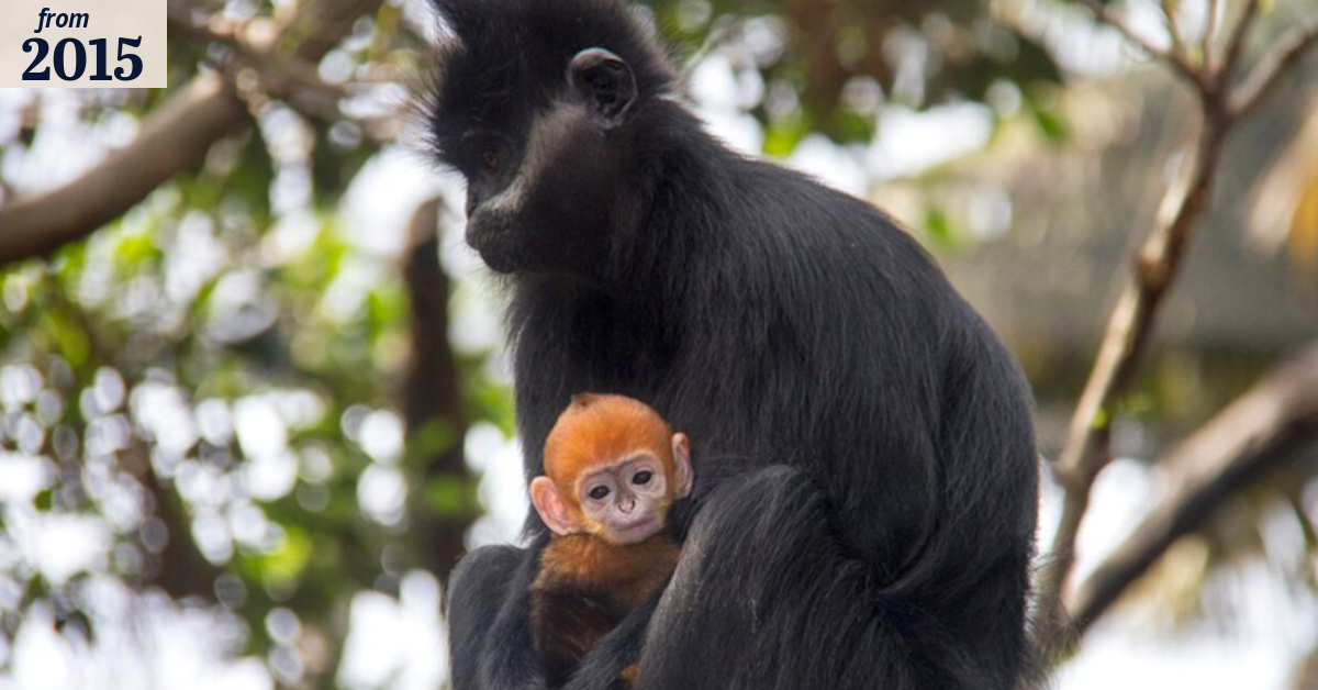 Say hello to Nangua, Taronga Zoo’s little 'pumpkin'