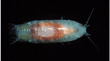 Enlarged photo of a sea louse Natatolana woodjonesi, (actual size about 25mm) - one of the species that inhabits Port Phillip Bay. 