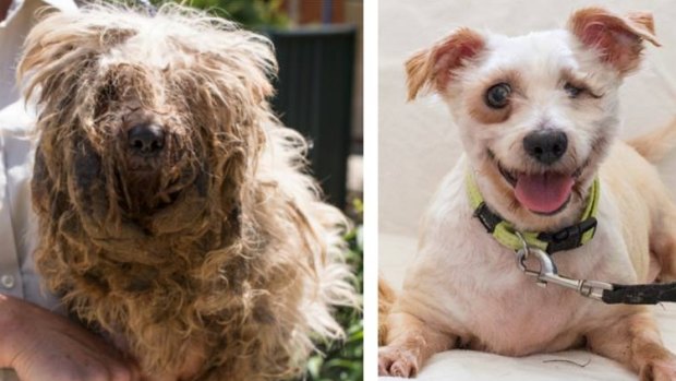The before and after photos of Lochie are heart-rending, showing his severe neglect and the work of the RSPCA ACT to put a smile back on his cheeky face.