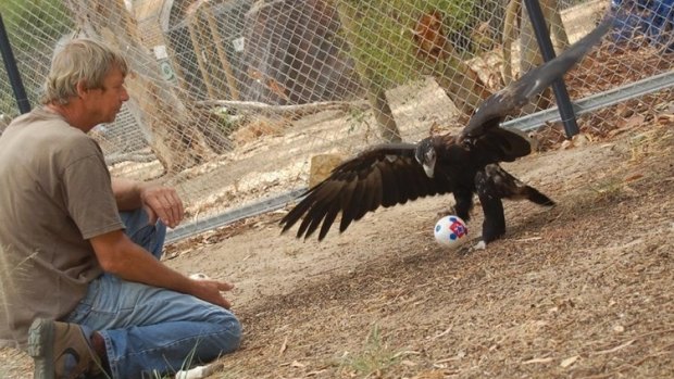 Onslow the wedgetailed eagle ias missing - and staff at an Armadale wildlife park are worried.