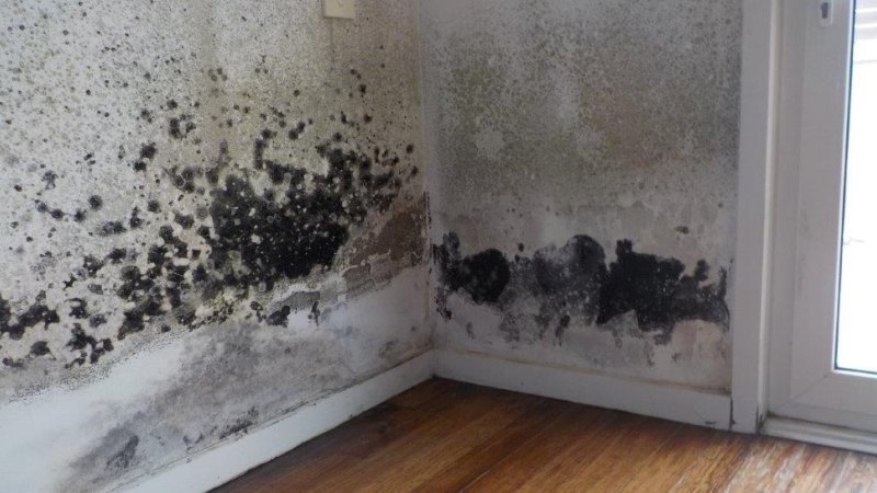 Mould in apartment